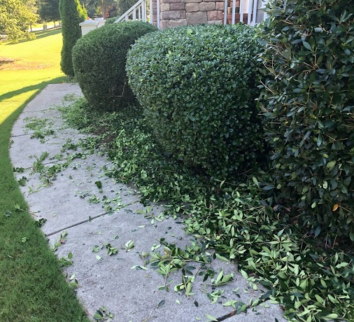 Landscaping & Bush Trimming Project 4